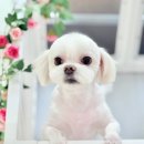 꽃단장하시개 이미지