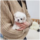 나눔펫 책임분양소 강아지분양 김포점 이미지