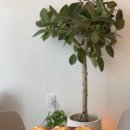 소림농장 이미지