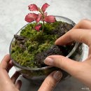 강릉우편집중국 앞 | 수원테라리움 소미빌리지 방문후기 및 테라리움 DIY 키트 만드는 방법