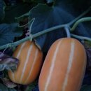 기산수정 이미지