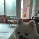 도담댕기 이미지