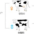 꽃돌이푸줏간 이미지
