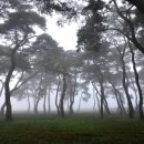 솔밭공원1 이미지