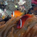 바다속궁전 이미지