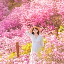 (축제) 4월 중순부터 5월 중순까지 전국 진분홍빛 진달래 축제 이미지