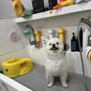 러블리펫그루밍 이미지