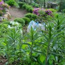 주식회사 약초마을 이미지