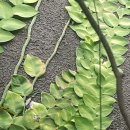 SHINGLE PLANT 이미지