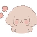 제이 애견 미용 이미지