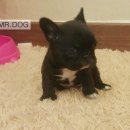 미스터도그 이미지