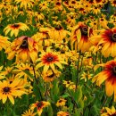 루드베키아 이미지