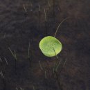 맥도생태공원 이미지