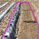 봉이농장 | 감자 다음은 상추·시금치 - 주말농장 봄 파종 기록