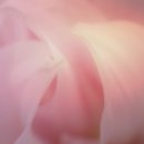 꽃으로 힐링 ** 이미지