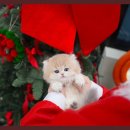 대구고양이분양 테디럽 이미지