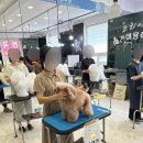 강명주애견미용학원 네이버블로그