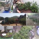 큰소나무농장 이미지