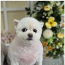 우리집강아지 애견미용 이미지