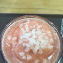🍅 메가커피 멋쟁이토마토 스무디 후기