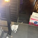 인하쿠나마타타 | [[경기 부천] 하쿠나마타타] 가을 날씨 야장에서 피자 먹기 - 상동역맛집 부천상동피자 추천