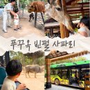 푸꾸옥 빈펄 사파리 티켓 입장권 할인 구매 방법 vip 투어