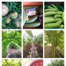 금주농장 이미지