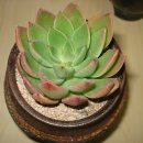 아이이쁨 Daum카페