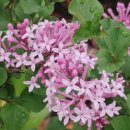 제주라일락 이미지