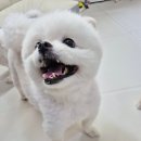 애견호텔 몽몽 이미지