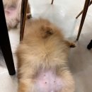 삐삐문구사
