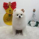 설 grooming 이미지