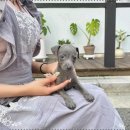 오독안심분양센터 강아지분양 고양이분양 광주점 이미지