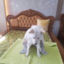백년옥침대 - 화성시 현대기아로 793 | 백년옥침대