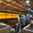 임상 농장 이미지