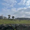 동백목장2 이미지