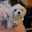 태평하개 이미지