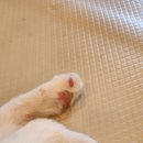 다시사랑받개 이미지