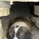 성남동물병원 이미지