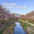 (주)당진현대자동차정비센타 | 당진 벚꽃길 / 당진천 벚꽃길 개화 현황 4월 6일 기준 언제쯤 필까?