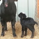 슈퍼염소농장 이미지