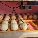 바람골농장 이미지