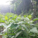 초봉농장 이미지