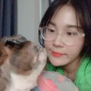 성수 숲속 피부과 동물병원 | 강아지 시츄 피부 질환 피부염 치료 피부 전문 성수숲속피부과동물병원