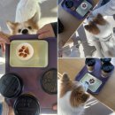 가람광고파크 | [오산 반려견 동반] 오산 반려동물 테마파크 후기 | 반려견 동반 카페, 운동장, 놀이터 | 중대형견 동반...