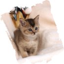 하이바이분양소 강아지고양이 대전점 이미지