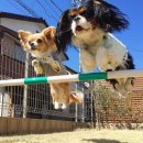 애견백과 - 카발리에 킹 찰스 스파니엘 (Cavalier King Charles Spaniel) 이미지