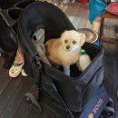 명지산아래촌 | 가평 애견동반 여행 적목용소폭포 명지산아래촌 닭백숙