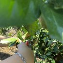 쉼터농장 | 넓은 밭과 친절한 사장님, 서귀포감귤체험 쉼터체험농장 체험 후기