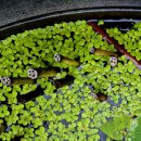 선문염송설화 이미지